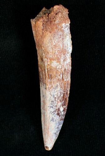 Long Spinosaurus Tooth #7095